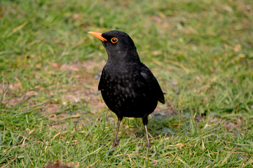 blackbird in the grass