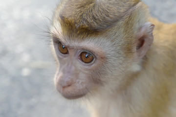 Close up portrait of monkey
