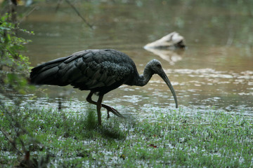 Giant Ibis