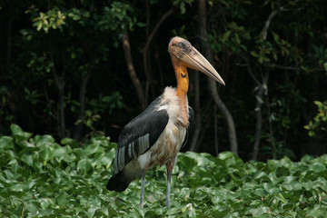 greater adjutant