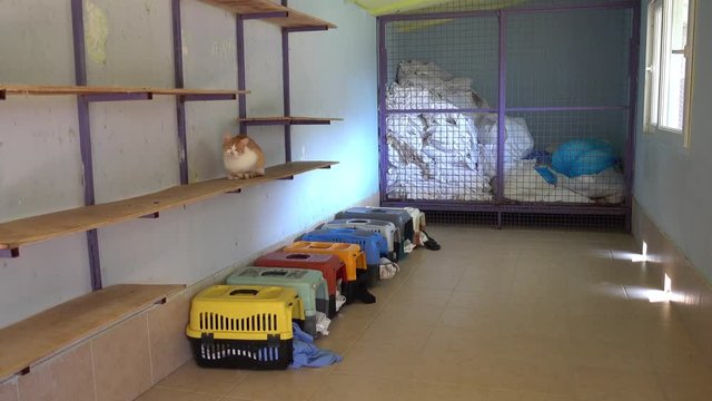 Ortaca, Turkey - 31st of January 2018: Visit to the Haydos animal shelter - 4K Indoors cat home