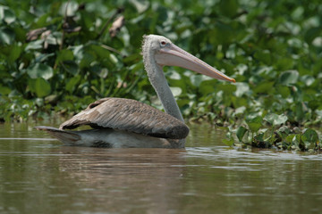 Spot-billed Pelican