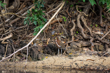 Naklejka na ściany i meble Bare-throated tiger heron in Surinam