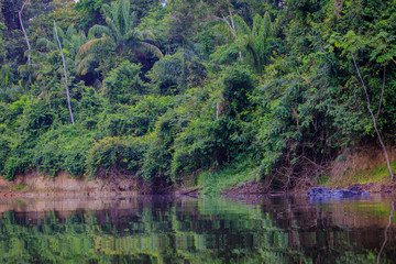 The beautiful nature of Surinam