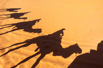 Silhouette of a Camel Train on the Sand of the Sahara Desert