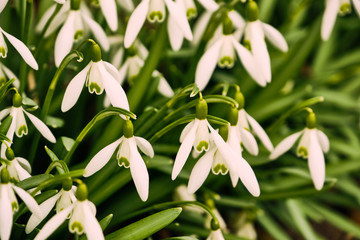 Blooming snowdrop flower