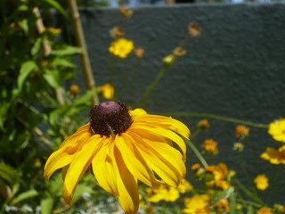 yellow flower 2