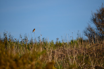 oiseau terier pâtre
