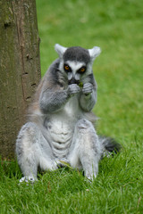 ring tailed lemur eating