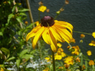 yellow flower