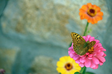 Mariposa posada en flor