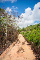 Fototapeta na wymiar Countryside road on Itamaraca Island - Pernambuco, Brazil