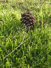 pine cone on grass