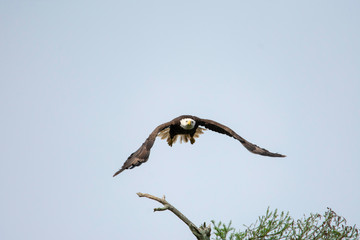 EAGLE IN FLIGHT 3