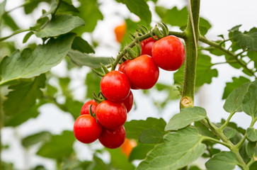 close up of red cherry