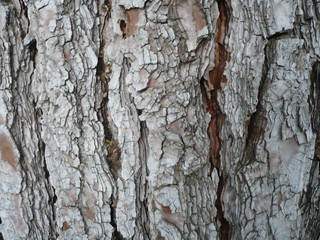 old tree bark