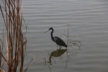 heron in water