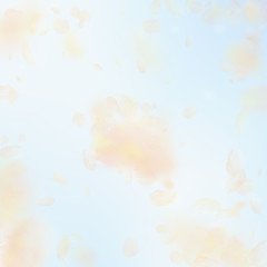 Obraz na płótnie Canvas Yellow orange flower petals falling down. Pleasing