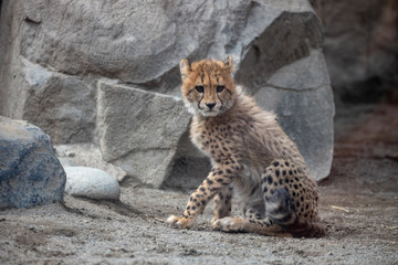 チーター, 赤ちゃん