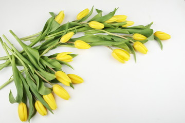 Easter background with yellow tulips isolated on white