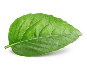 Obraz premium Leaf of basil