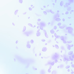 Violet flower petals falling down. Delicate romant