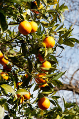 Juicy oranges on the tree. Harvest in the garden.