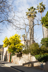 Mimosa blooming on city street. Spring in Barcelona.