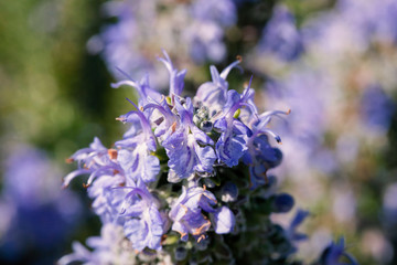 Fiore di rosmarino