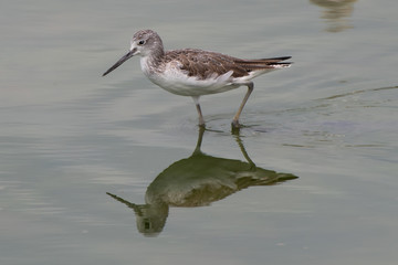 Marsh Sandpiper at the Ras Al Khor Wildlife Sanctuary in Dubai