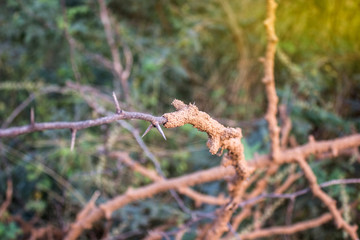 Termites effect on tree
