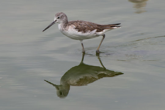 Marsh Sandpiper at the Ras Al Khor Wildlife Sanctuary in Dubai