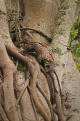 Female of the tree pangolin with a baby climbing the tree. The species is also known as the white-bellied pangolin or three-cusped pangolin. The species is endangered due to poaching.