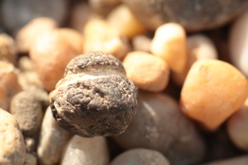 Pebbles of the Riverside