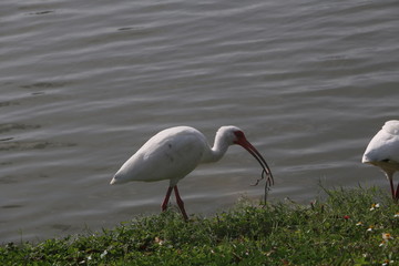 White Ibis