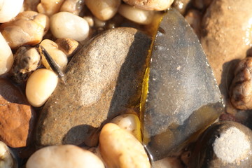 Bebbles of the Riverside