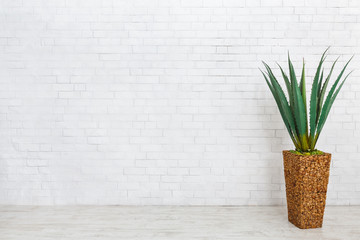 Agave in pot on white background