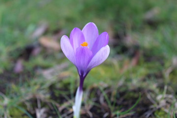 Crocuses in flower on a sunny spring day