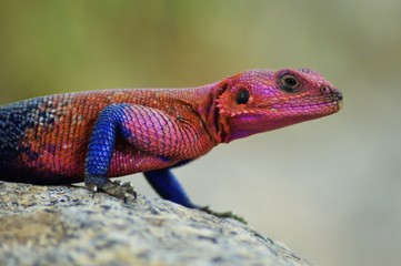 Mwanza flat-headed rock agama