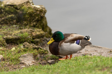  duck beside the lake