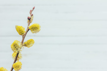 Fototapeta premium blooming willow tree on light grey background with copy space, spring Easter concept