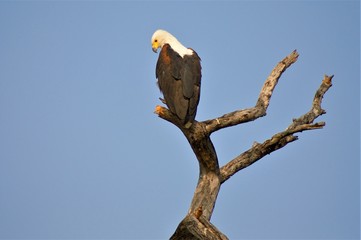 Afrcan fish eagle