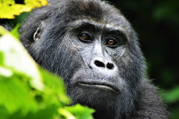 Mountain gorilla, Uganda