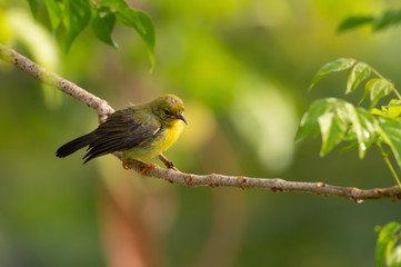 Close up of Juvenile sunbird,side view..Brown throated sunbird  juvenile with fluffy yellow plumage perching on branch  waiting feeding from parent with natural blurred green background..