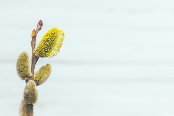 Fototapeta premium sprig of flowering willow on light blue background with copy space, spring Easter concept