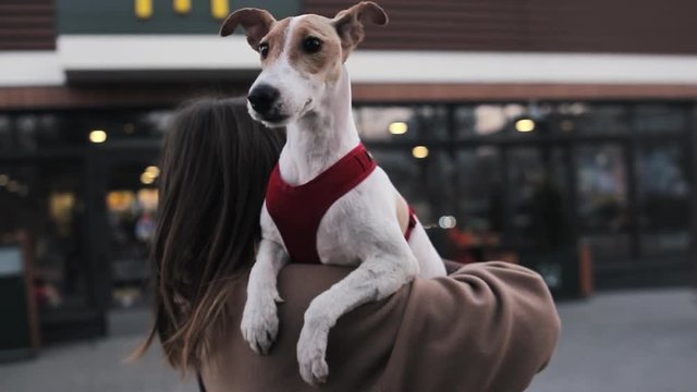 Slow-motion. Pet owner girl with her fox terrier dog in the arm