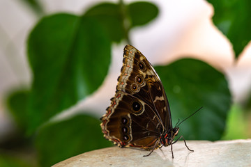 Closeup of a butterfly with beautiful markings.