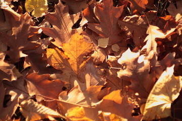 Autumn leaves textures
