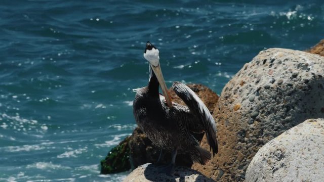 Chilean Pelican(s), Sitting On A Rock At Valparaiso Harbor