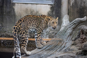 アムールヒョウ